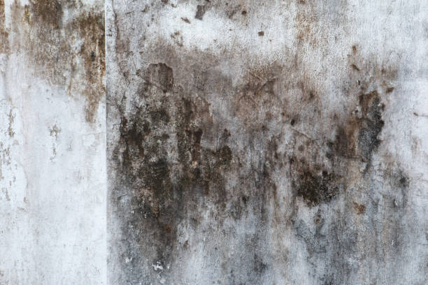 Best Mold Damage Restoration  in Bangor, PA