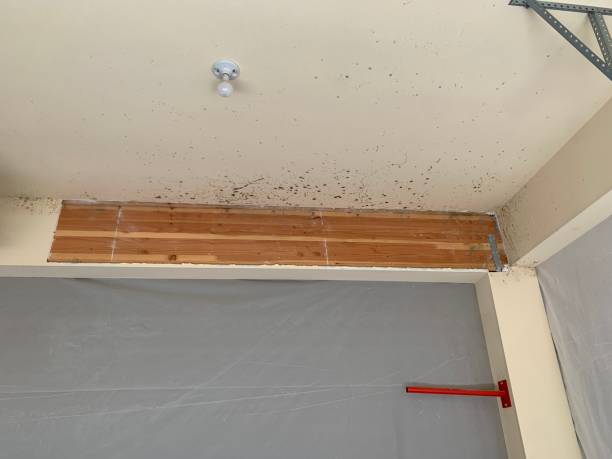 Best Forensic Mold Investigation  in Bangor, PA